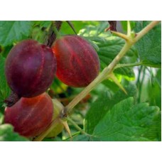 Крыжовник обыкновенный (Ribes uva-crispa Русский Ранний C3 40-60)
