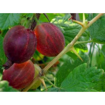 Крыжовник обыкновенный (Ribes uva-crispa Русский Ранний C3 40-60)