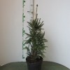 Ель обыкновенная (Picea abies Cupressina C7 60-80)