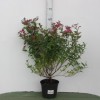 Спирея японская (Spiraea japonica Anthony Waterer C3 20-40)