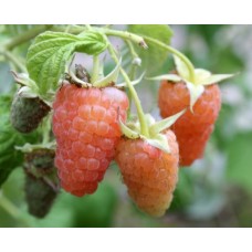 Малина (Rubus Оранжевое чудо C3) 