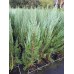 Можжевельник скальный (Juniperus scopulorum Blue Arrow C10 125-150)