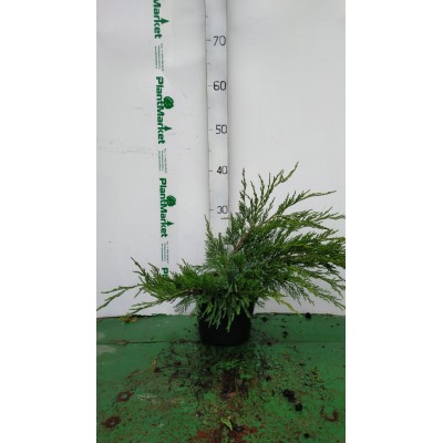 Можжевельник средний (Juniperus pfitzeriana Mint Julep C2 20-30)