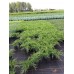 Можжевельник средний (Juniperus pfitzeriana Mint Julep C2 20-30)