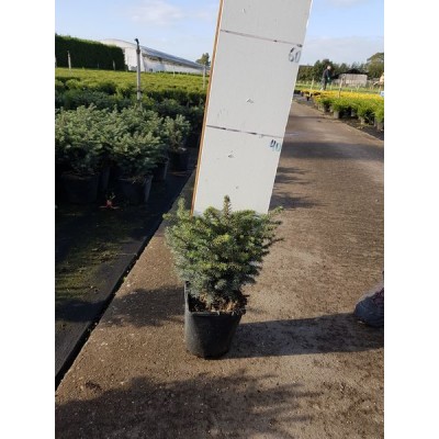 Ель сербская (Picea omorika Karel C3 20-30)
