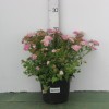Спирея японская (Spiraea japonica Little Princess C3 20-40)