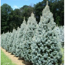 Ель колючая (Picea pungens Fastigiata C5 25-40 25-40)