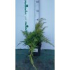 Можжевельник средний (Juniperus pfitzeriana Mordigan Gold C2 15-25)