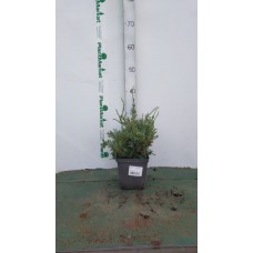 Можжевельник чешуйчатый (Juniperus squamata Holger C2 25-35)