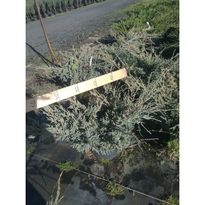 Можжевельник виргинский (Juniperus virginiana Hetz C4 40-60)