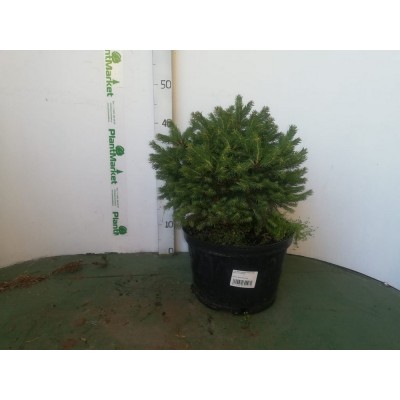 Ель обыкновенная (Picea abies Barryi C7,5 30-40)