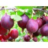 Крыжовник обыкновенный (Ribes uva-crispa Консул C3)