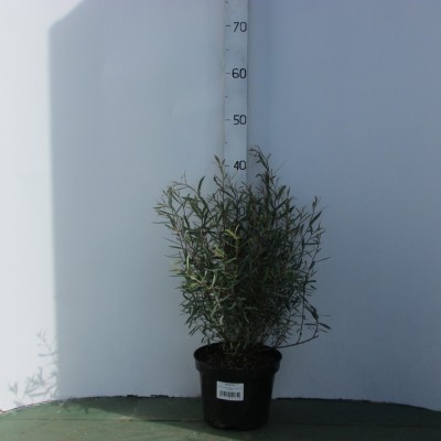 Ива пурпурная (Salix purpurea Nana C3 40-60)