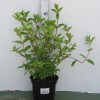 Гортензия метельчатая (Hydrangea paniculata Grandiflora C3 40-60)