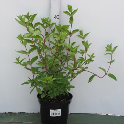 Гортензия метельчатая (Hydrangea paniculata Grandiflora C3 40-60)