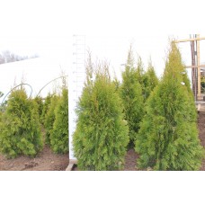 Сосна черная (Pinus nigra Oregon Green С3) 