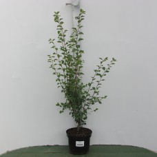 Спирея Вангутта (Spiraea vanhouttei C3 40-60)
