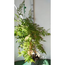 Рябинник рябинолистный (Sorbaria sorbifolia C3 40-60)