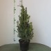 Ель сизая/канадская (Picea glauca Conica C5 60-80)