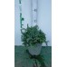 Можжевельник чешуйчатый (Juniperus squamata Blue Carpet C2 20-25)