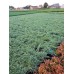 Можжевельник чешуйчатый (Juniperus squamata Blue Carpet C2 20-25)