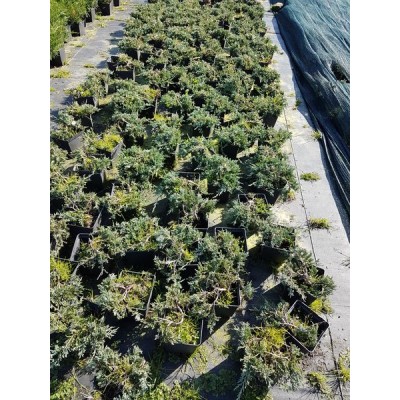 Можжевельник горизонтальный (Juniperus horizontalis Wiltonii C2 20-30)