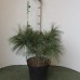Сосна веймутова (Pinus strobus Radiata C7,5 30-40)