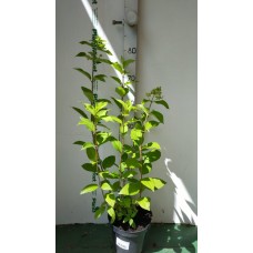 Гортензия метельчатая (Hydrangea paniculata Magical Fire C3 40-60)