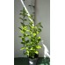 Гортензия метельчатая (Hydrangea paniculata Magical Fire C3 40-60)