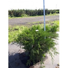Можжевельник средний (Juniperus pfitzeriana Mint Julep C4/5 30-40 30-50)