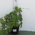 Земляника садовая (Fragaria/Pineberry ananassa Fe 1711 P9)