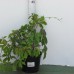 Земляника садовая (Fragaria/Pineberry ananassa Sibilla P9)