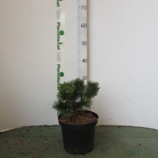 Сосна горная (Pinus mugo Gnom C3 20-25) 