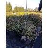 Ель сизая/канадская (Picea glauca Echiniformis C4 15-20 15-20) 
