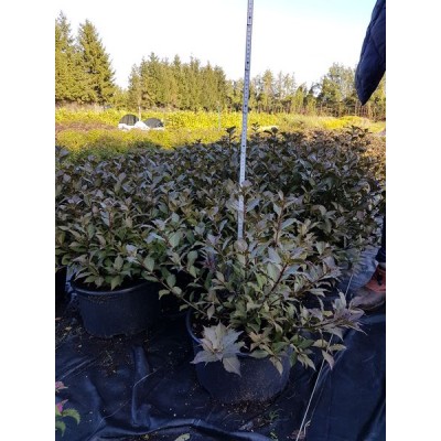 Ель сизая/канадская (Picea glauca Echiniformis C4 15-20 15-20)