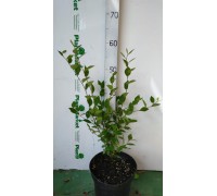 Кизильник блестящий (Cotoneaster lucidus C3 40-60)