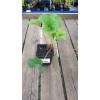 Земляника садовая (Fragaria/Pineberry ananassa Florence C1,5) 