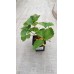 Земляника садовая (Fragaria/Pineberry ananassa Rumba C1,5)