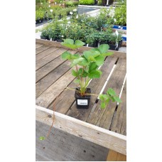 Земляника садовая (Fragaria/Pineberry ananassa Malling Centenary С1,5) 