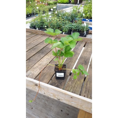 Земляника садовая (Fragaria/Pineberry ananassa Malling Centenary С1,5)