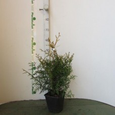 Можжевельник скальный (Juniperus scopulorum Blue Arrow C3,5 60-80) 