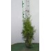Можжевельник скальный (Juniperus scopulorum Blue Arrow C3,5 60-80)