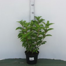 Гортензия метельчатая (Hydrangea paniculata Summer Love C3 40-60)