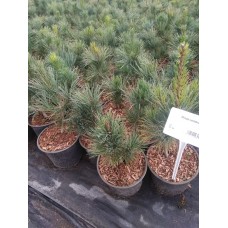 Сосна кедровая (Pinus cembra C3 30-40)