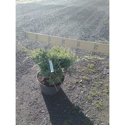 Можжевельник чешуйчатый (Juniperus squamata Holger C4 20-30)