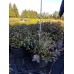 Сосна горная (Pinus mugo subsp. mugo C1,5/2 10-20 10-20)