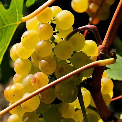 Виноград плодовый (Vitis/Parthenocissus плодовый Платовский BOL)