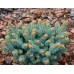 Ель колючая (Picea pungens Glauca Compacta C5 20-25 PA 80)