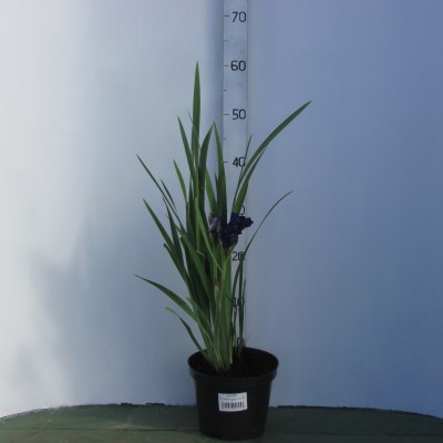 Ирис сибирский (Iris sibirica Kabluey C3)