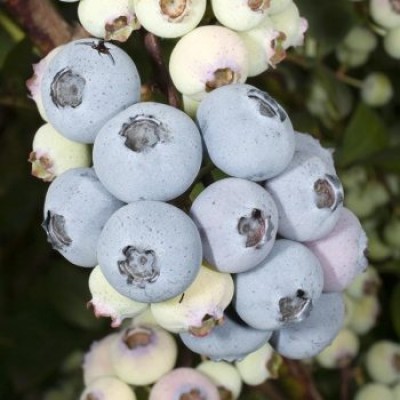 Голубика садовая (Vaccinium corymbosum Elliot C1,5)